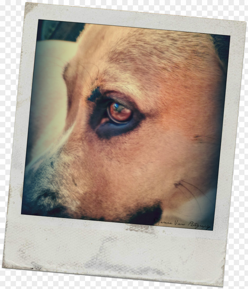 Polaroid Photo Frame Dog Breed Puppy Snout PNG
