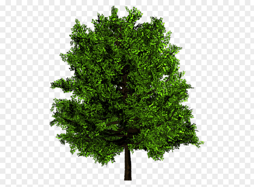 Tree Wood Ulmus Minor English Oak Texture Mapping PNG