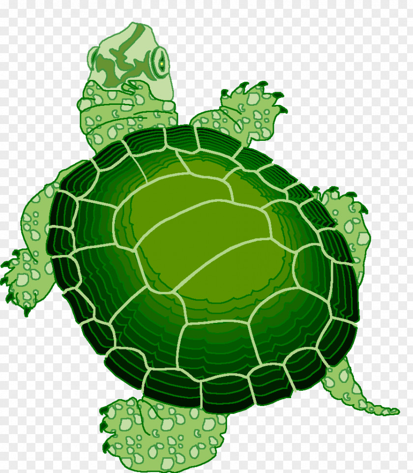 Turtle Reptile Animaatio PNG