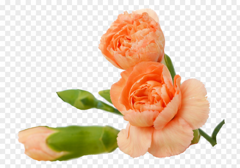 Vera Carnation Orange Photography PNG