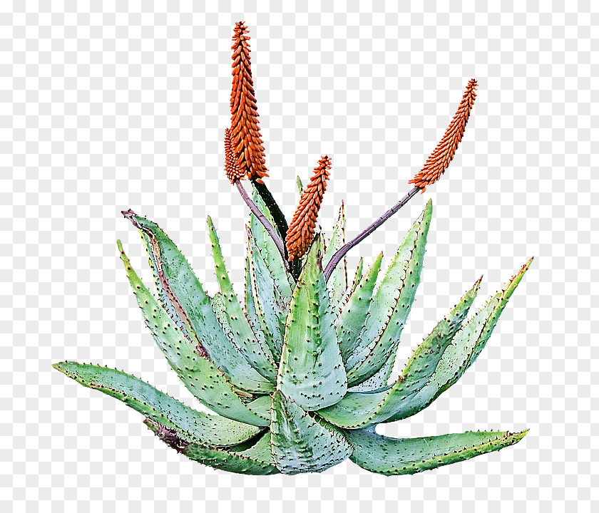 Agave Leaf Aloe Plant Flower Xanthorrhoeaceae Terrestrial PNG
