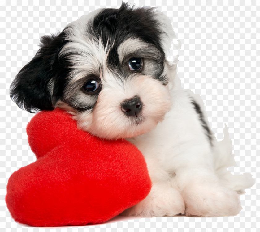 Lovely Puppy Havanese Dog Valentine's Day Pet What Dog? PNG