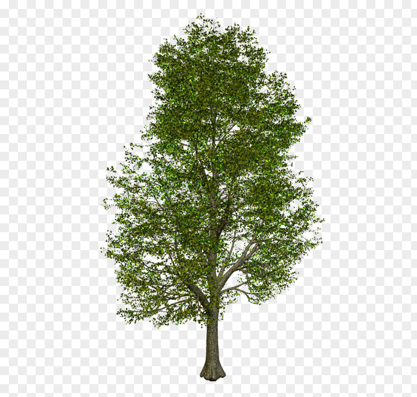 Tree 3D Computer Graphics Oak Image Illustration PNG