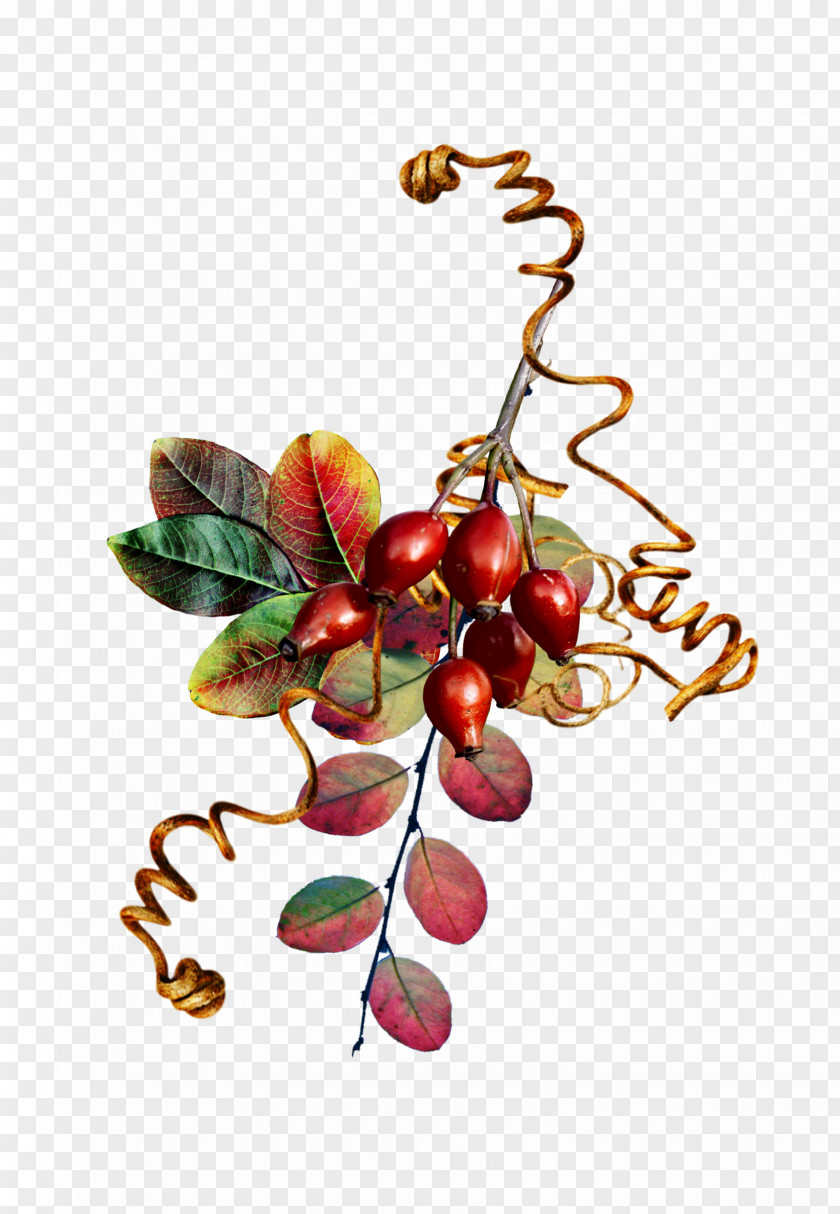 Autumn Food Fruit Plant PNG