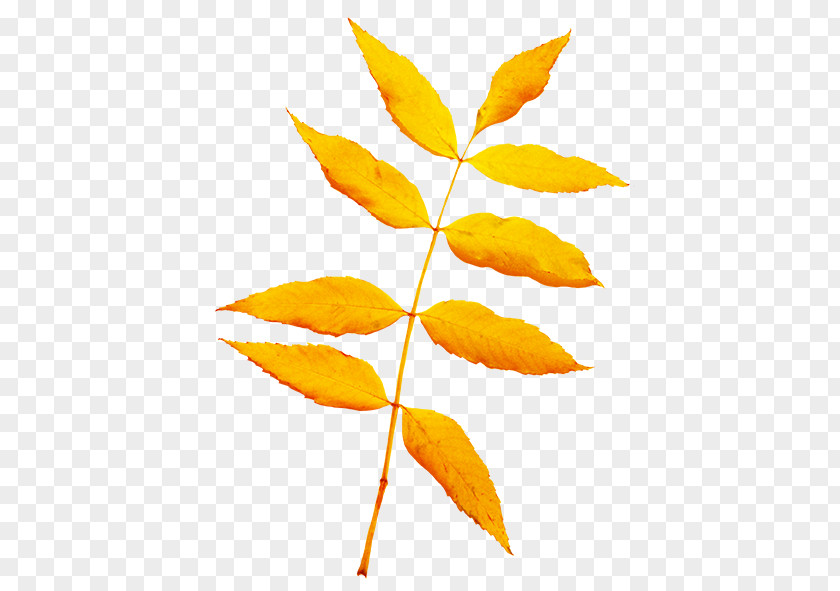 Beautiful Autumn Trees Leaf Color Yellow Clip Art PNG