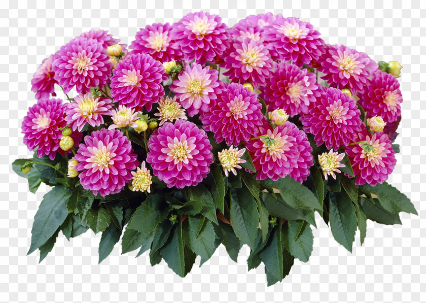 Dahlias Flower Garden Bulb Seed Flowering Plant PNG