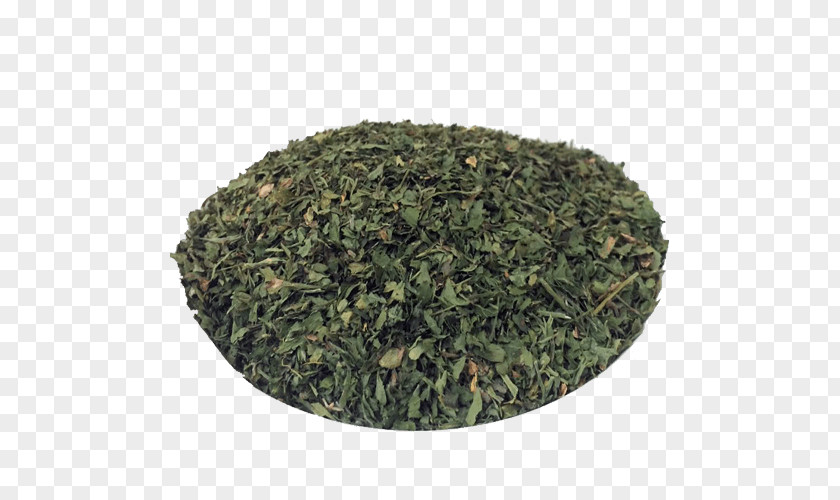 Especiarias Nilgiri Tea Tieguanyin Plant PNG