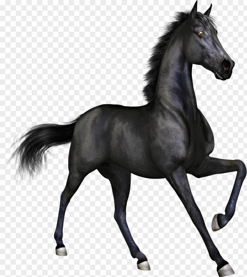 Family Horse Cliparts Stallion Mare Black Clip Art PNG