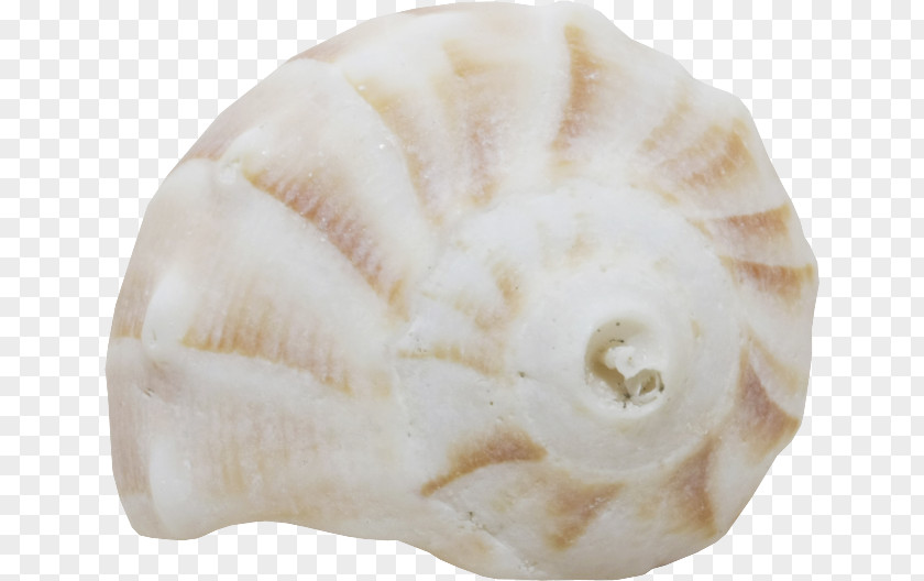 Seashell Conchology Shankha Jaw PNG