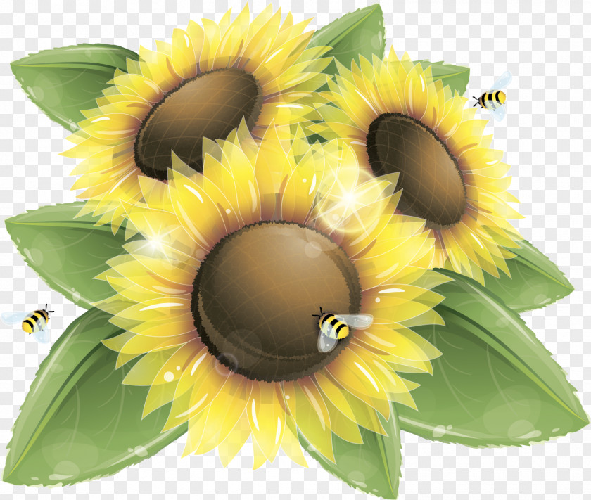 Sunflower Oil Common Honey Bee Clip Art PNG
