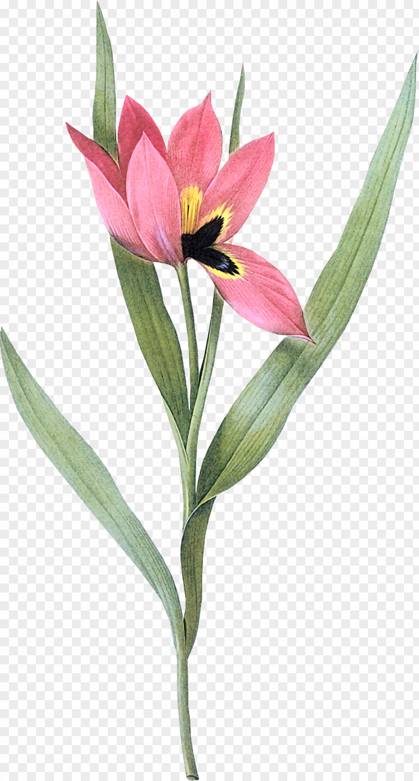 Tulip Art Painting China Rose Image PNG