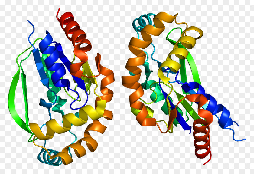 UCK2 Protein Kinase MECP2 Receptor Tyrosine PNG