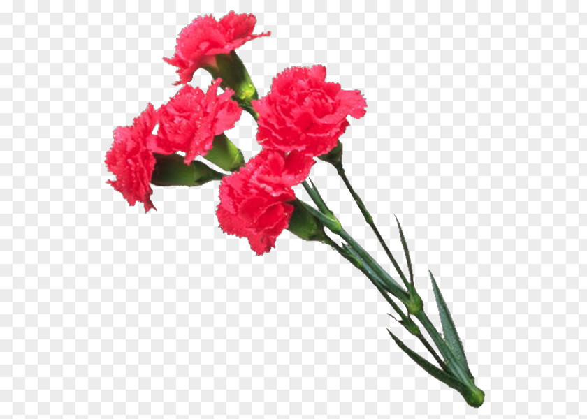 Flower Carnation Cut Flowers Mother's Day PNG