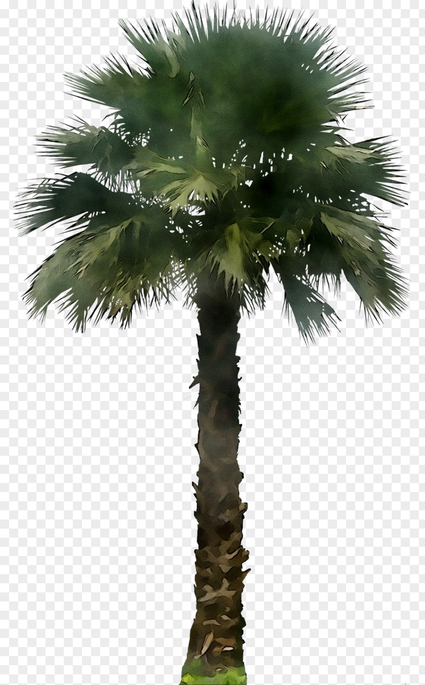 Palm Trees Clip Art Kentia Washingtonia PNG