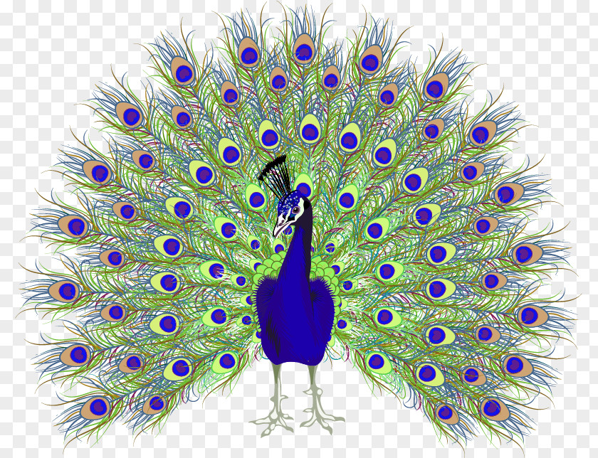 Peacock Peafowl Euclidean Vector PNG