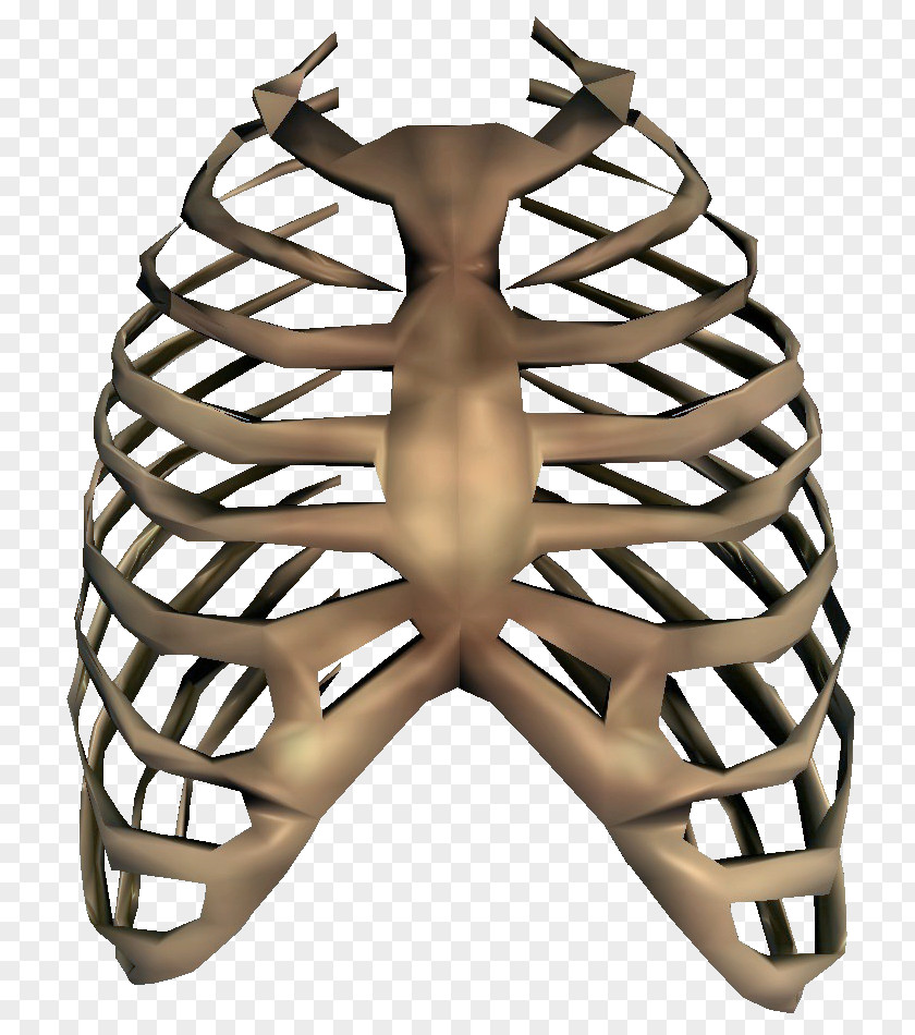 Bones Transparent Image Rib Cage Human Skeleton Clip Art PNG