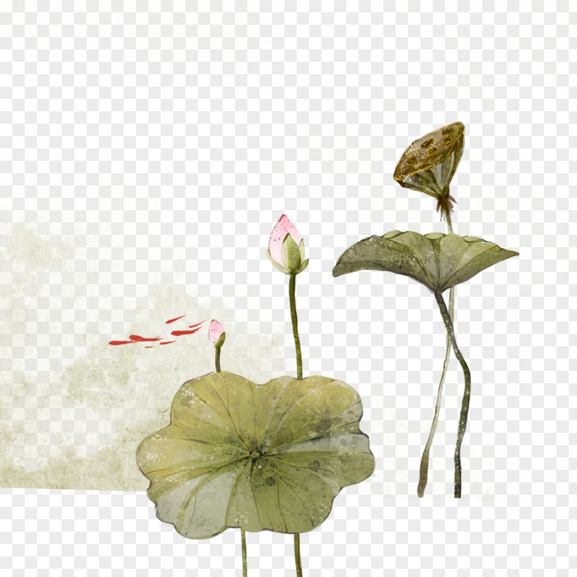 Lotus Nelumbo Nucifera Ink Wash Painting Watercolor PNG