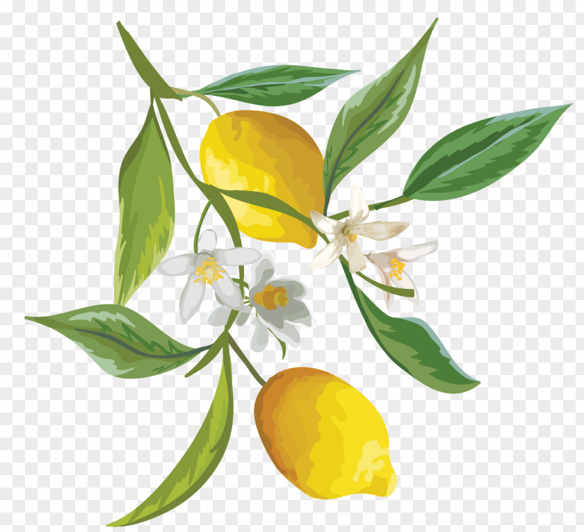 Orange Tree Lemon Fruit Watercolor Painting PNG