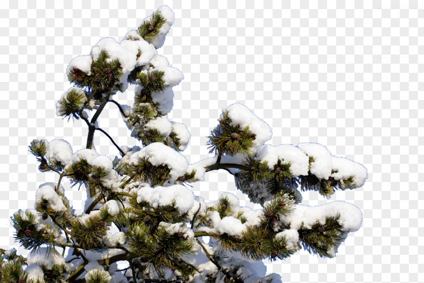 Snow Branch Winter Euclidean Vector PNG