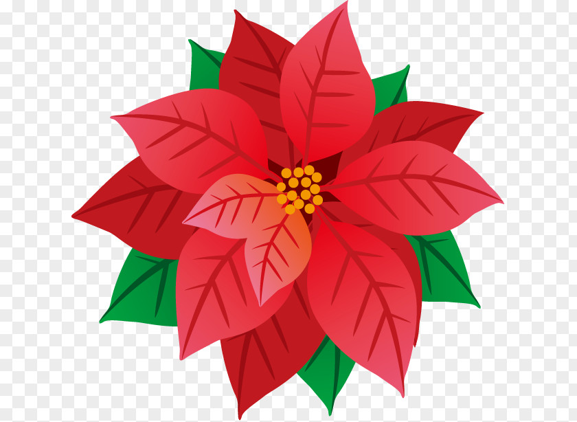 Winter Flowers Illustration Image Poster Poinsettia PNG