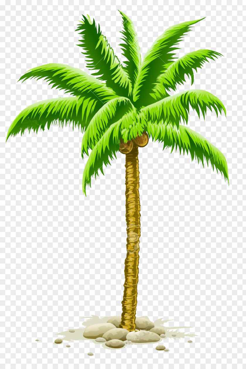 Coconut Vector Graphics Clip Art Palm Trees Illustration Royalty-free PNG