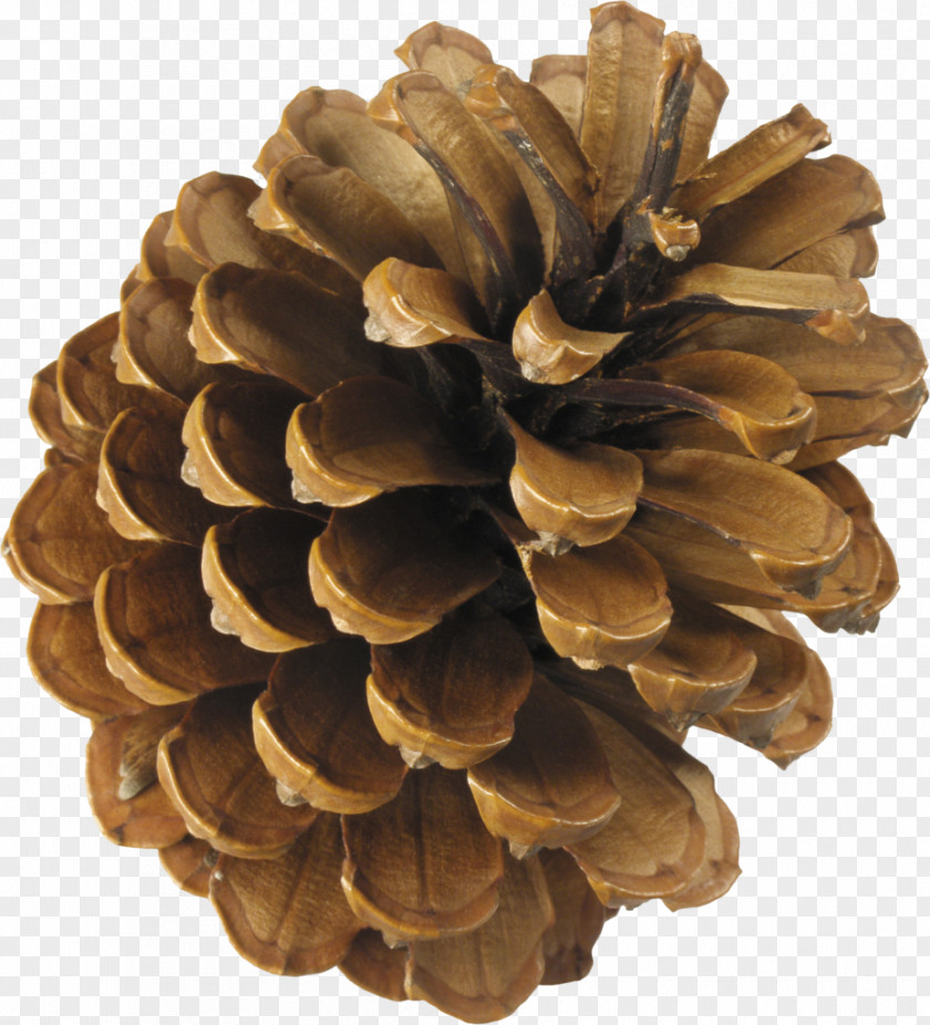 Dewasa Menangis Cemara Kerucut Conifer Cone Clip Art Pine Spruce PNG