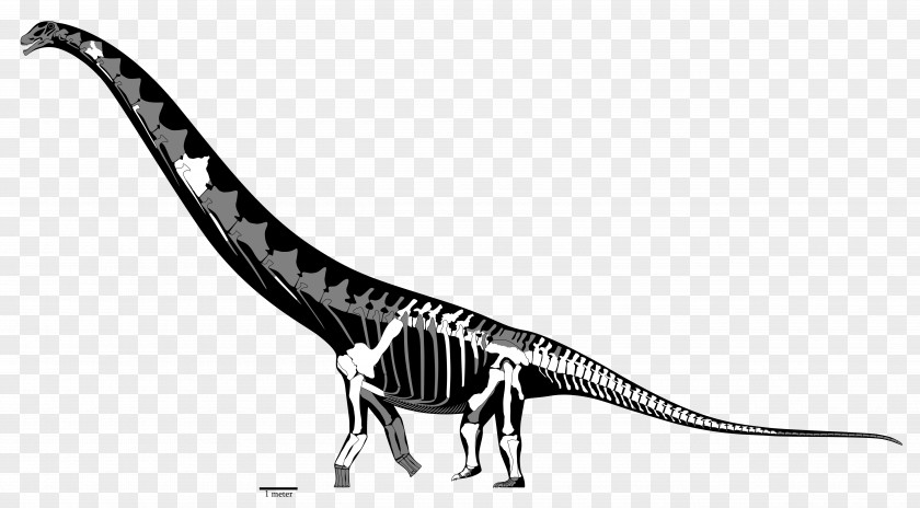 Dinosaur Futalognkosaurus Dreadnoughtus Mamenchisaurus Carcharodontosaurus Malawisaurus PNG