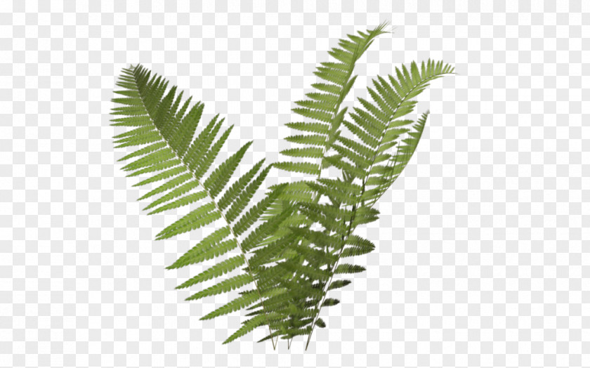 Fern Icon Plant Burknar Clip Art PNG