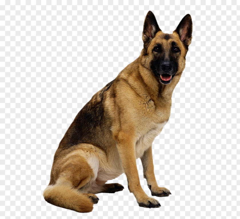 German Shepherd Clipart New Guinea Singing Dog Puppy PNG