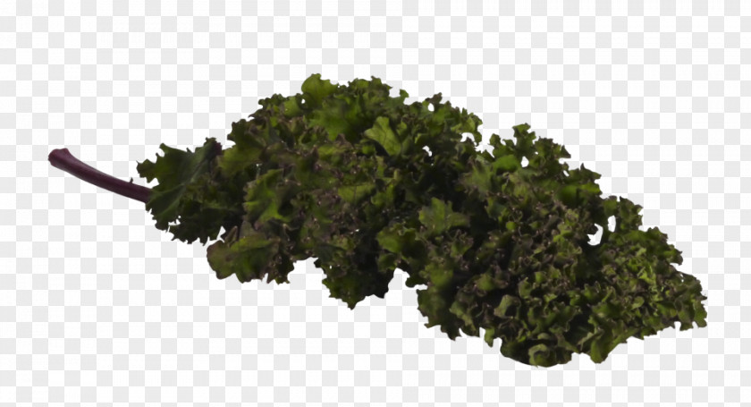 Kale Leaf Vegetable Tree PNG