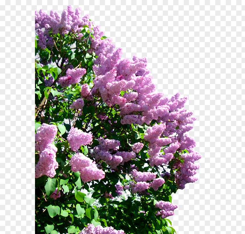 Lilac Clip Art PNG