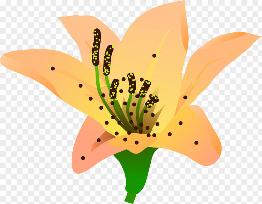 Lilly Butterfly Flower Pollinator Petal Plant PNG