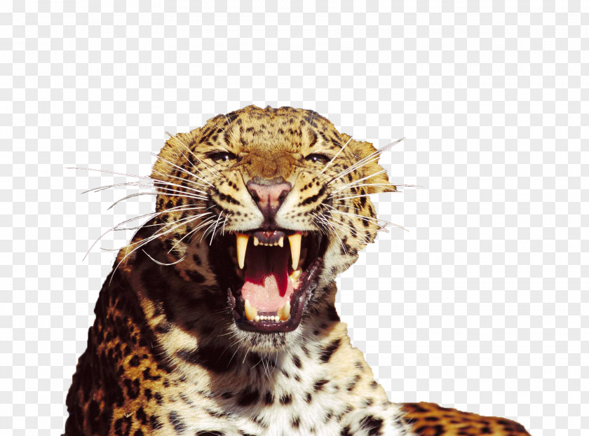 Mouth Chewing Teeth Of The Snow Leopard Tiger Amur North-Chinese Felidae PNG