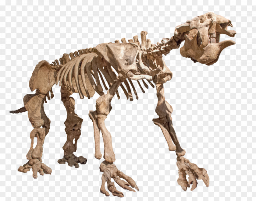 Skeleton Giant Ground Sloth Skull PNG