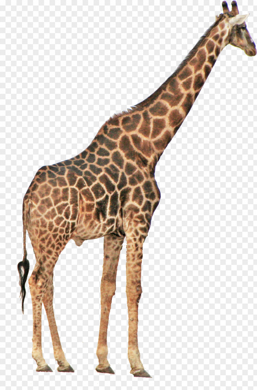 Toy Etosha National Park Northern Giraffe Safari PNG