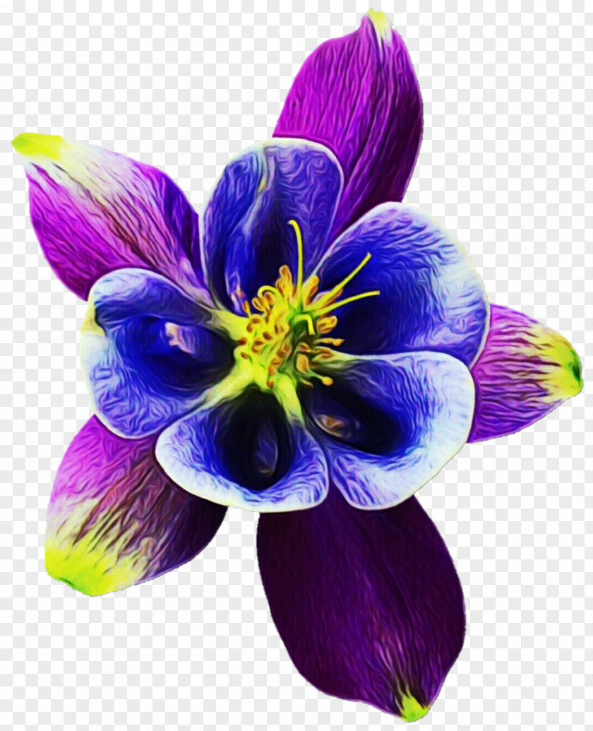 Wildflower Anemone Flower Petal Plant Purple Violet PNG