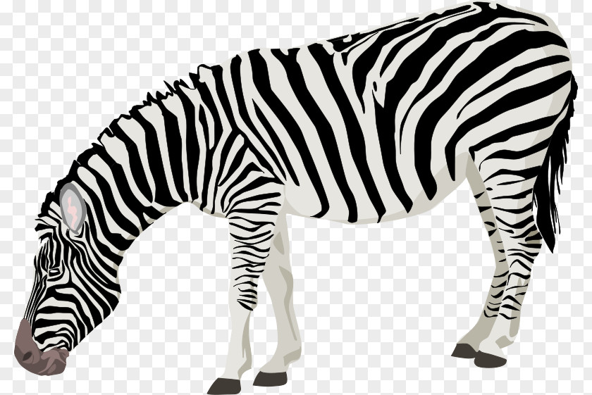 Free Cliparts Animals Zebra Clip Art PNG