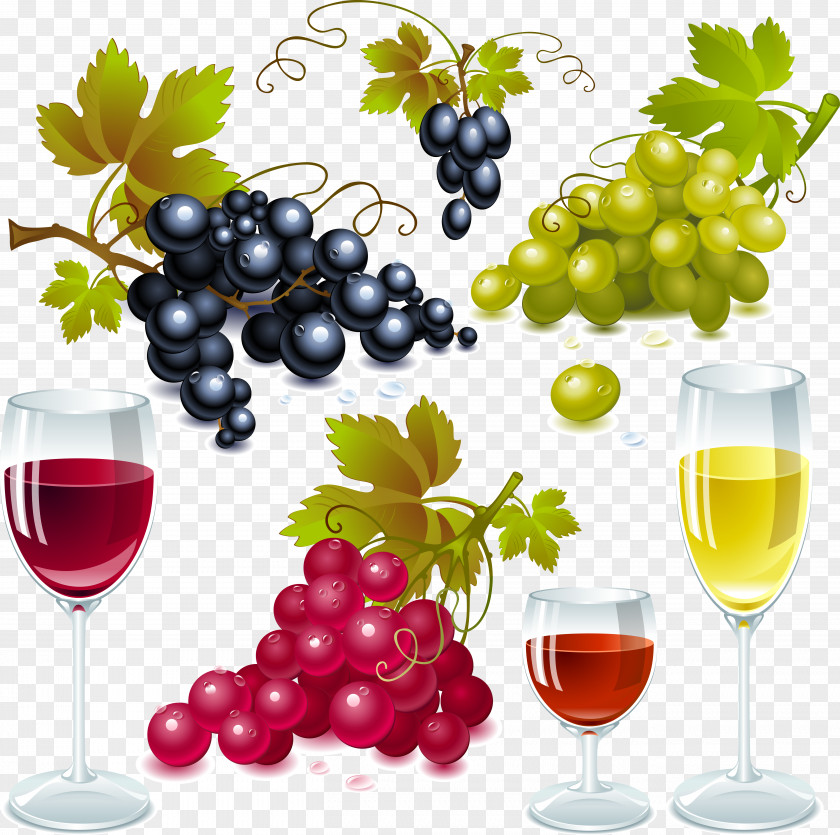 Grapes And Red Wine Goblet Vector Material White Sauvignon Blanc Concord Grape PNG