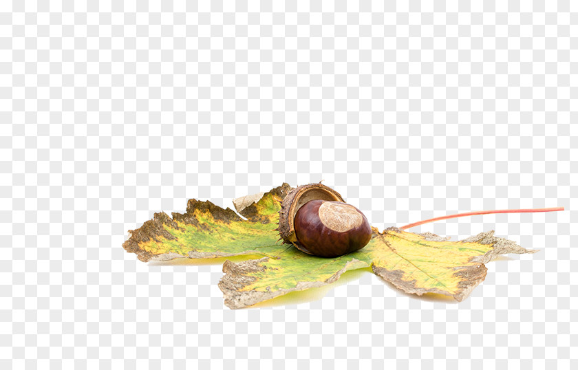 Chestnuts Lying On Maple Leaf Sweet Chestnut Castanea Crenata Acorn Castaxf1ada PNG