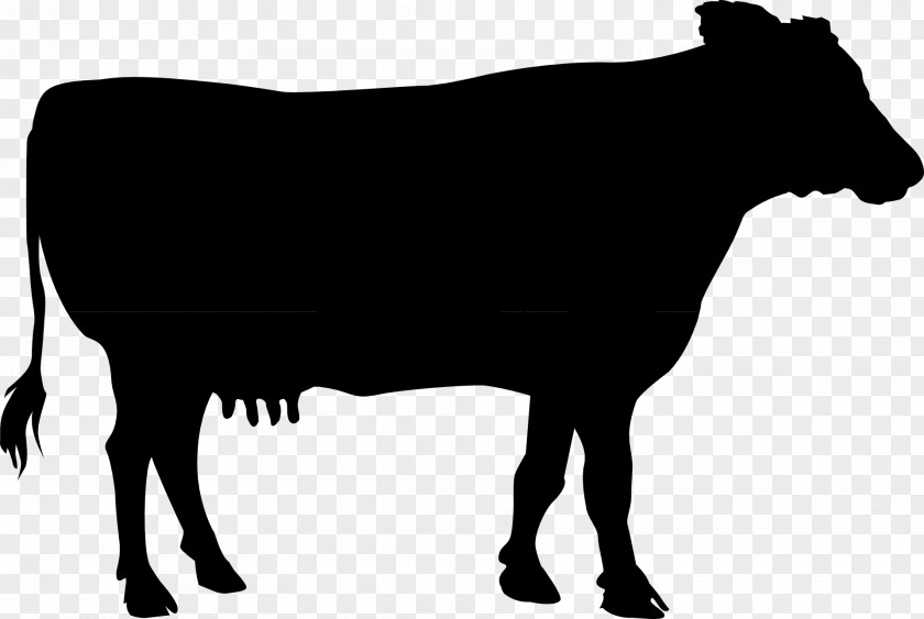 Dairy Cattle Calf Bull PNG
