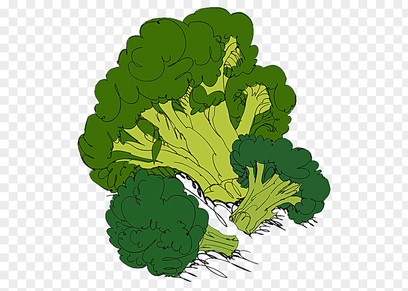 Cauliflower Broccoli Organic Food Cabbage Illustration PNG