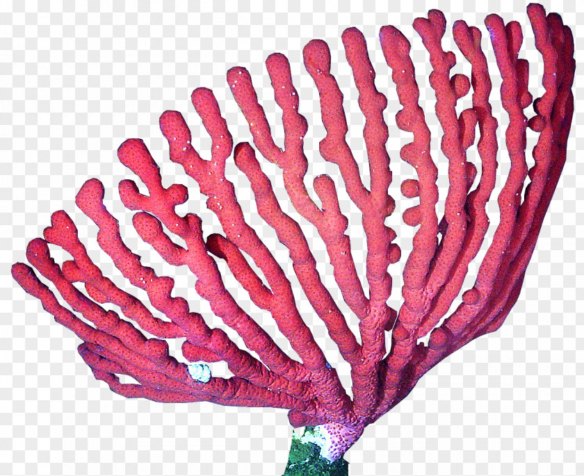 Coral Reef Deep-water Clip Art PNG