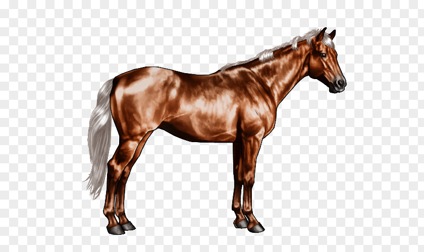 Equine Coat Color Horse Markings Roan White Chestnut PNG