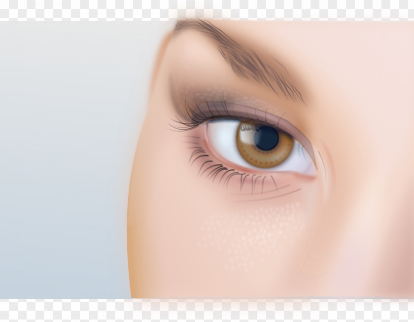 Eye Brow Eyelash Face Clip Art PNG