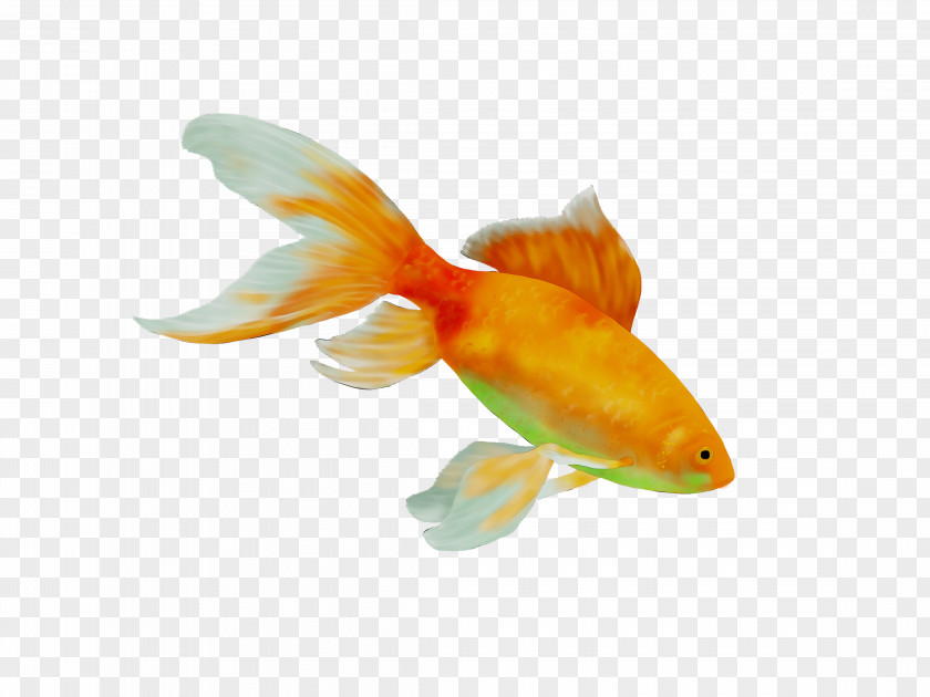 Goldfish Feeder Fish Orange S.A. PNG