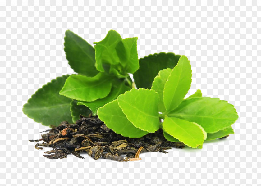 Tea Green Masala Chai Matcha Camellia Sinensis PNG