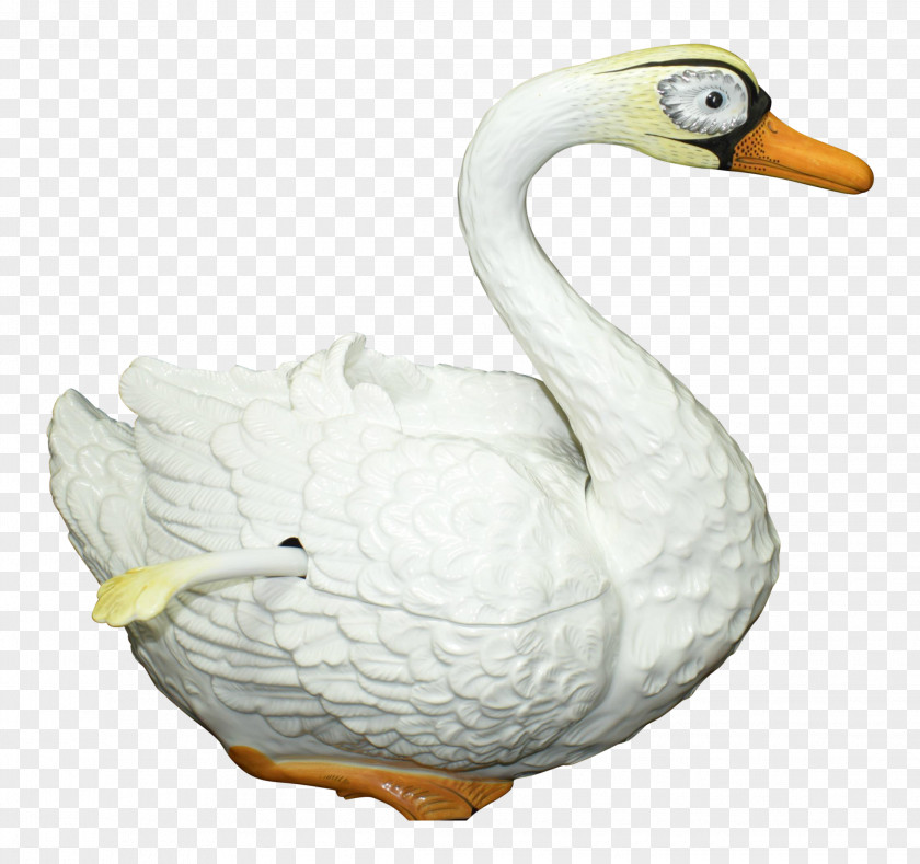 Duck Cygnini Goose Beak PNG