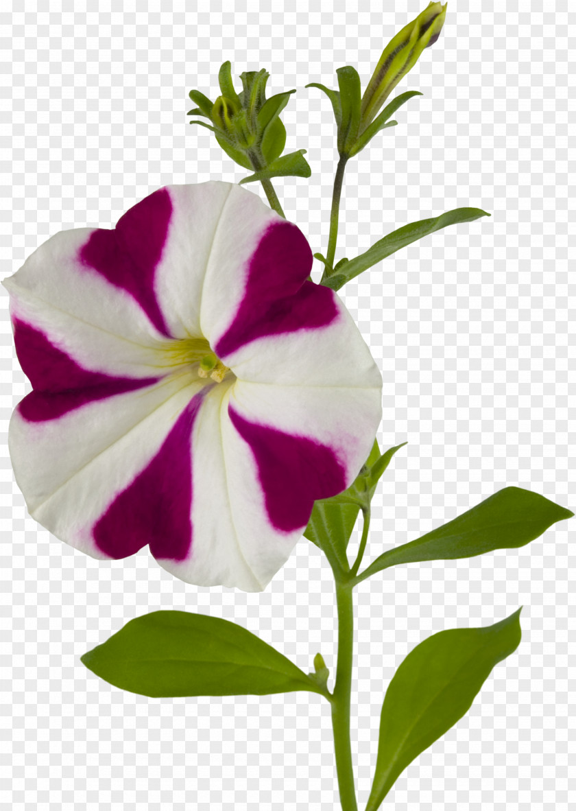 Glory Flower Ipomoea Nil Download PNG