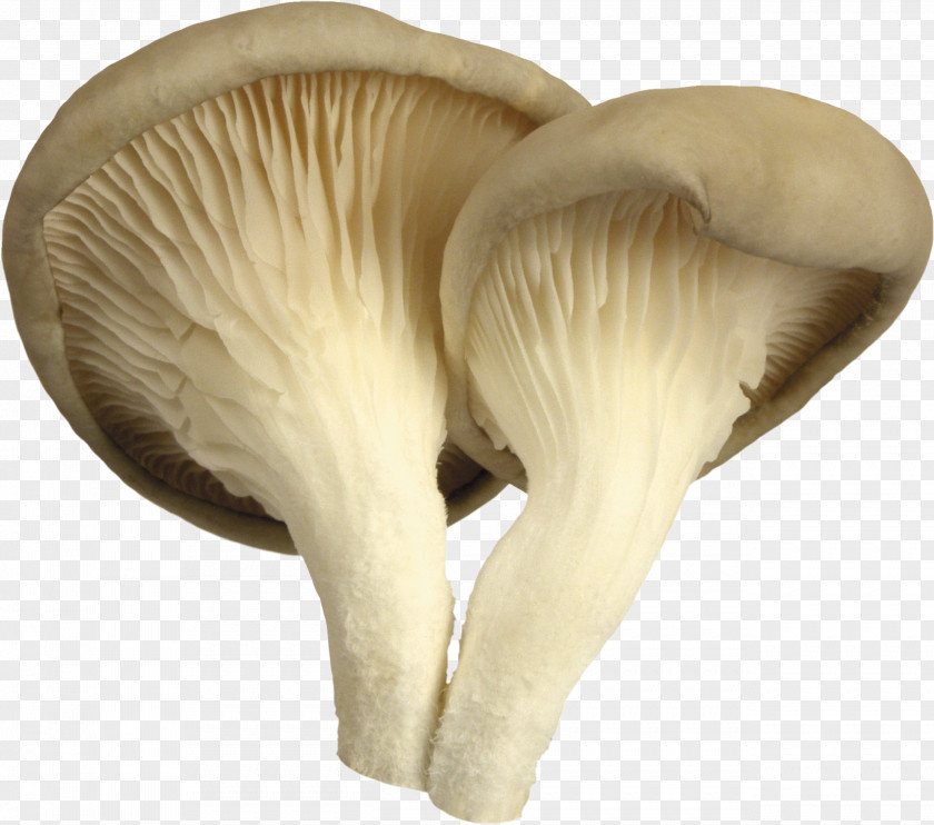 Mushroom Oyster Edible Common PNG
