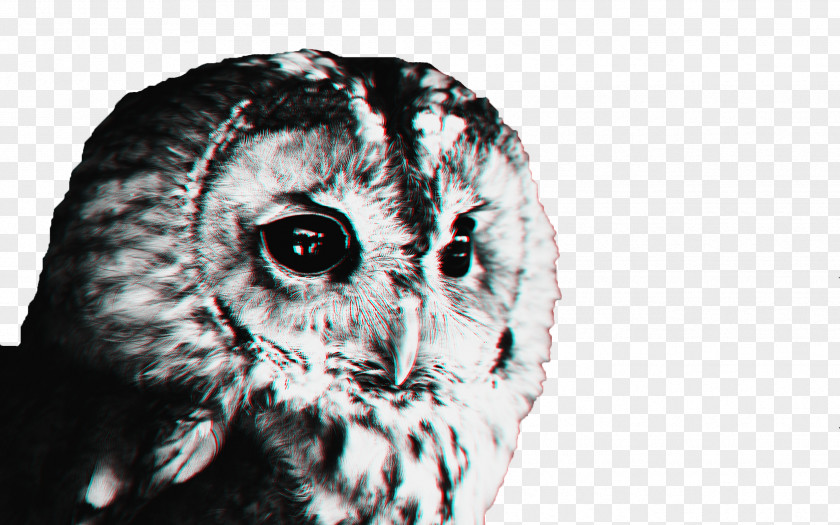 Owls Snowy Owl Bird Meaning Symbol PNG